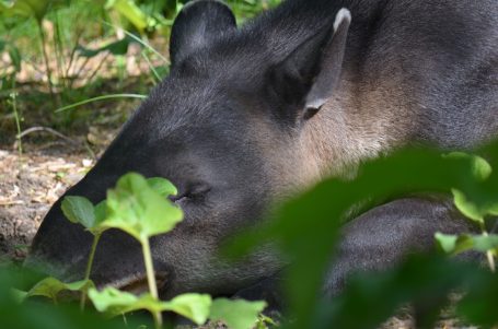 Ein schlafender Tapir, umgeben von grünen Pflanzen im Wald.